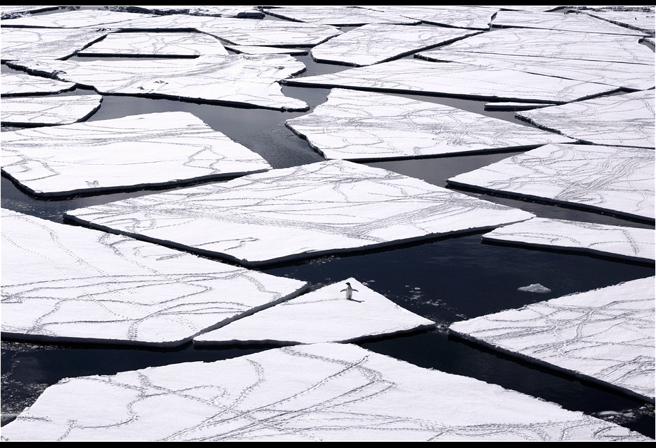 Adélie Penguin on Pack Ice