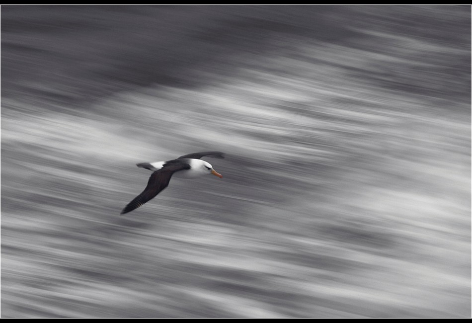 Black-Browed Albatross