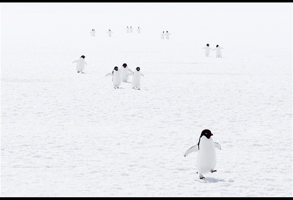 Adélie Penguins Walking Back From a Hunt