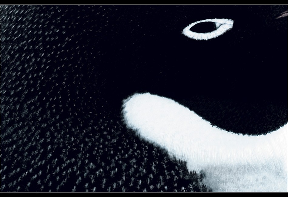 Adélie Penguin Detail