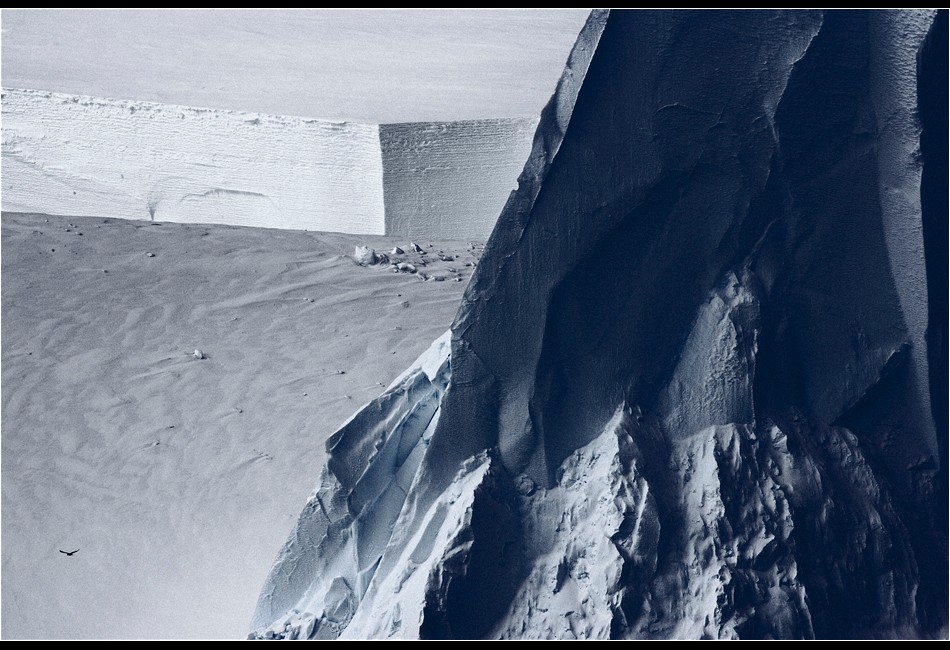 South Polar Skua and Tabular Icebergs