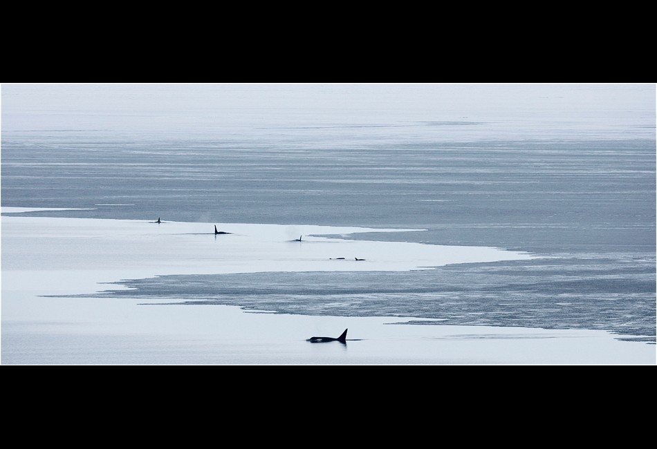 Pod of Killer Whales in Cape Royds Polynya