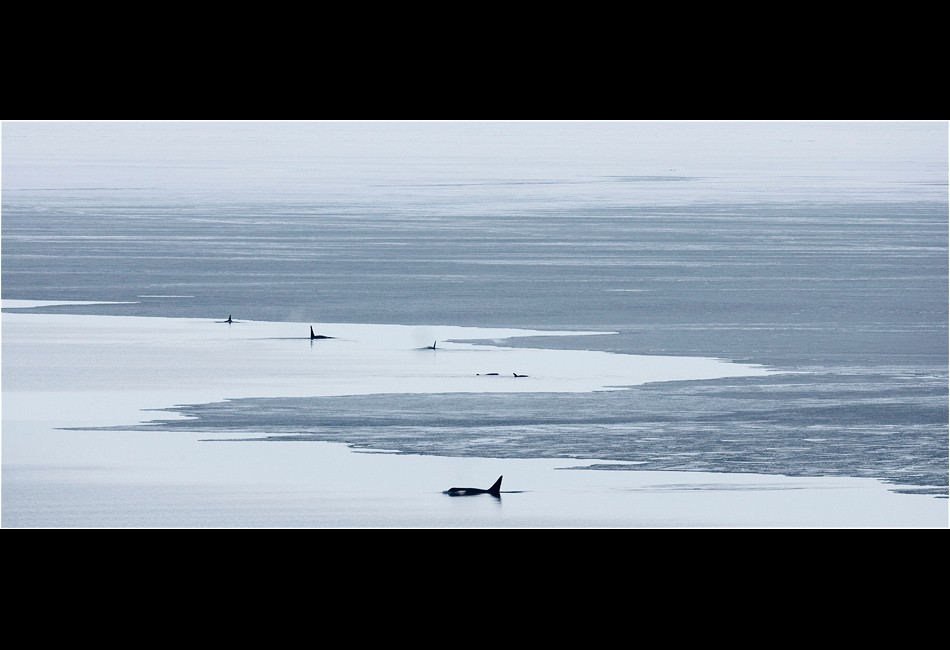 Pod of Killer Whales in Cape Royds Polynya