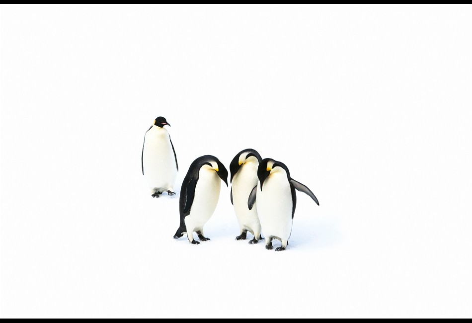 Emperor Penguins