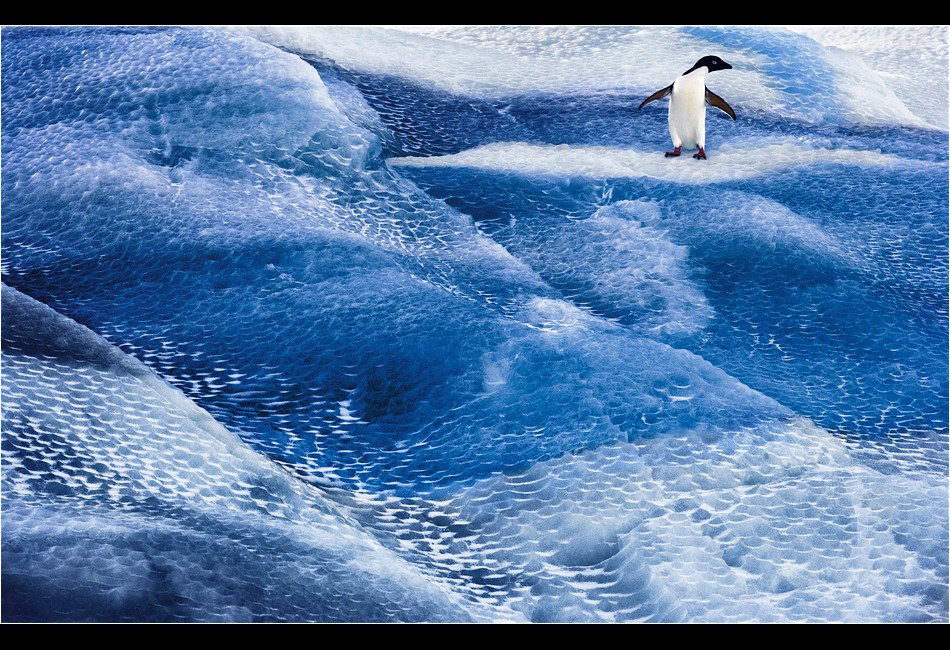 Adélie Penguin on Striped Iceberg