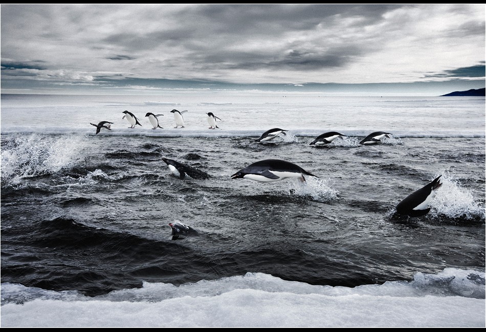 Adélie Penguins Hunting