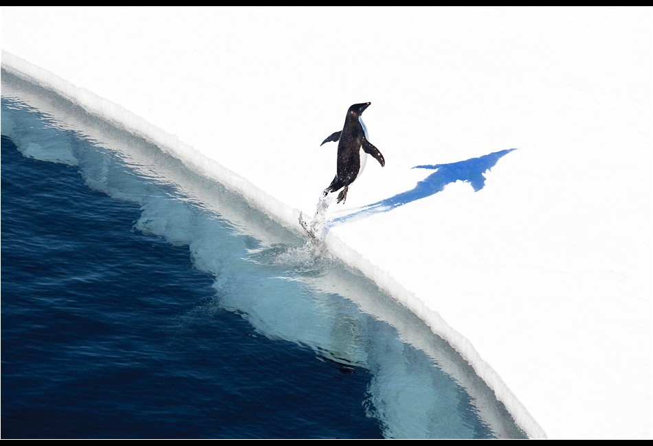 Adélie Penguin Breaching onto the Ice