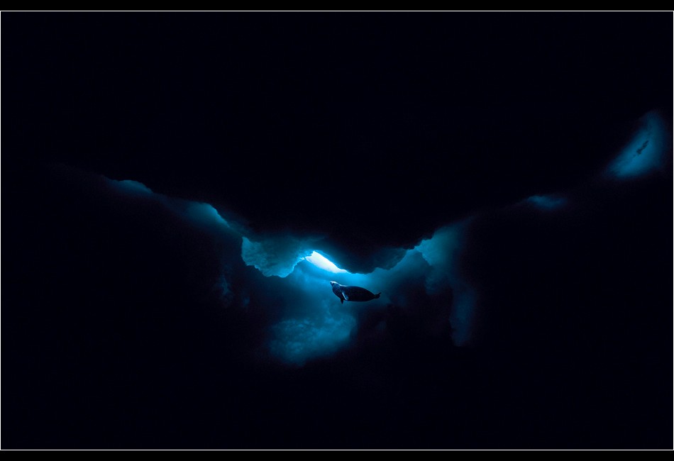 Weddell Seal Rising to a Hole in the Ice