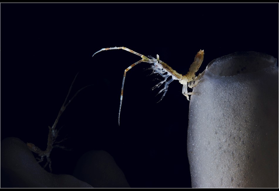 Antarcturus on Glass Sponge