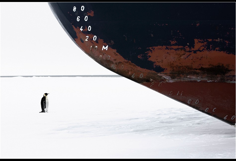 Emperor Penguin and Ice Breaker